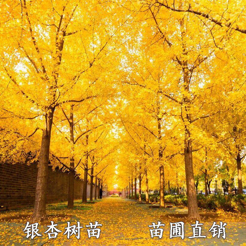 银杏树苗白果活苗庭院占地绿化苗