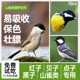 西蜀堂手工山雀鸟食红子贝子点子营养壮膘鸟食饲料绿背黄颊鸟饲料