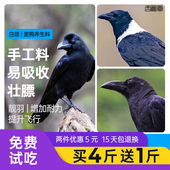 西蜀堂手工乌鸦饲料营养壮膘白颈乌鸦渡鸦鸟食鸦Y鸟食YY饲料