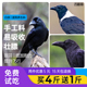 西蜀堂手工乌鸦饲料营养壮膘白颈乌鸦渡鸦鸟食鸦Y鸟食YY饲料