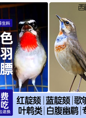 西蜀堂手工靛颏鸟食壮膘保色靛颏饲料嗜虫杂鸟仙翁幽鹛叶鹎鸟鸟食