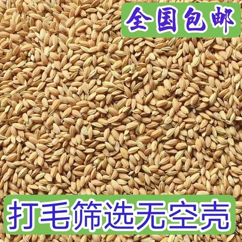 东北纯圆粒水稻筛选无空壳稻谷粮食杂粮喂鸡鸭鹅鸽鸟宠物饲料包邮