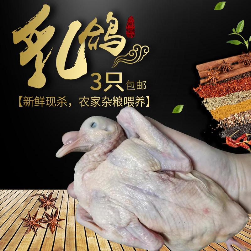 新鲜3只土鸽子单只六至七两农家散养现杀顺丰包邮