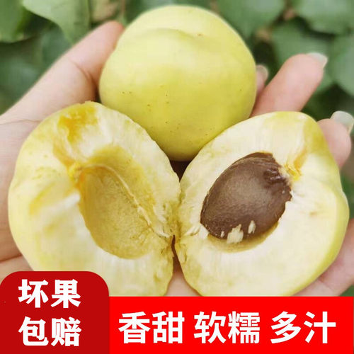 河北香白杏当季新鲜多汁坏果包赔