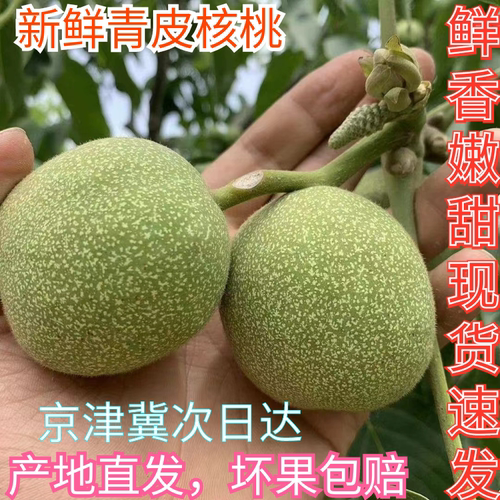现摘现发河北新鲜青皮核桃鲜核桃