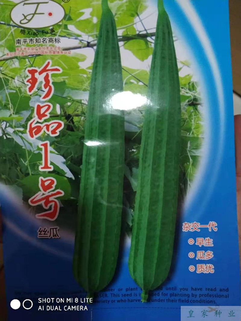 晓富珍品一号丝瓜种子四季丝瓜种籽杂交早生棱丝瓜高产蔬菜种子