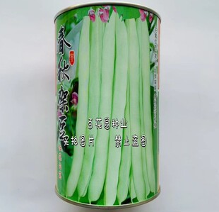 龙盛春秋架豆种子 春秋两用红花白荚架豆菜豆种孑籽 高产 纤维少