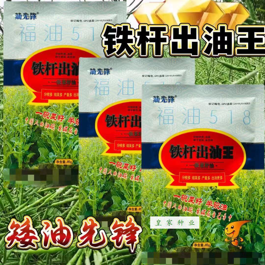 铁杆出油王油菜种子籽甘蓝型油菜矮杆荚大出油率高抗倒伏耐寒秋季