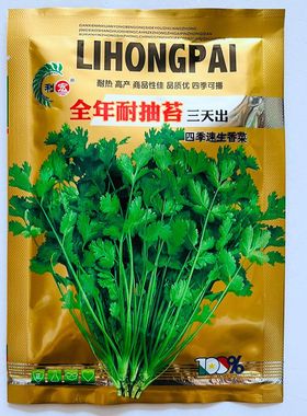 澳洲香菜种子 进口意大利香菜种籽速强香菜种孑 泰国抗热香菜种苗