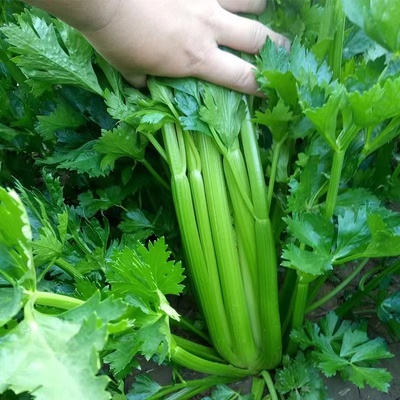 春之盛不开花美国进口芹菜