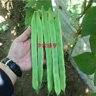 绿亨宽扁豆二扁三扁芸豆角种子蔬菜籽四季豆春秋架豆种孑菜豆种子