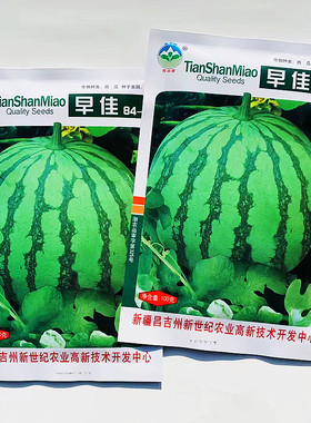 天山早佳8424西瓜种子早熟一代杂交抗病丰产不倒瓤耐运输春季栽培