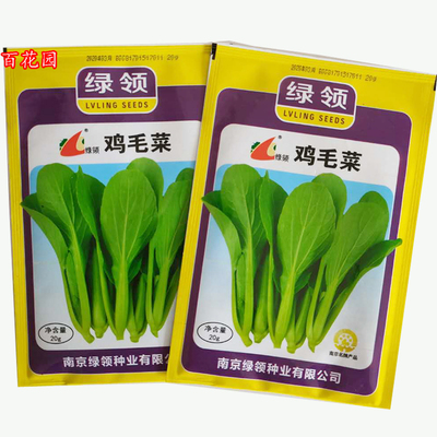 百花园种业夏季绿领鸡毛菜子