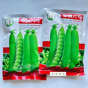 中豌六号豌豆种子矮杆白花长寿仁甜豌豆种籽秋冬播种荷兰豆种高产