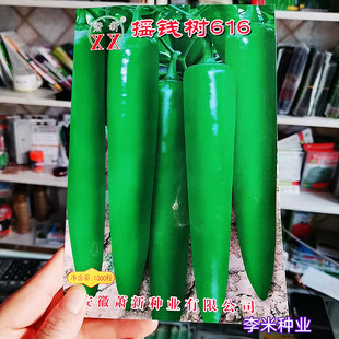 辣椒种籽种子萧新种业摇钱树616春秋季播高产抗病新品种辣椒种子