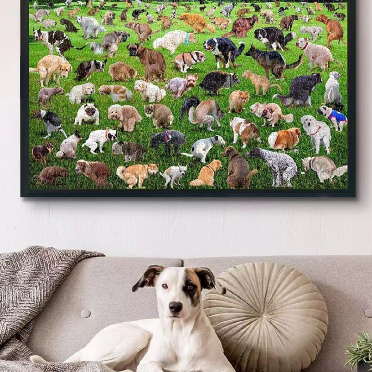 101 pooping puppies 101只狗狗便便拼图1000片小狗拉屎拼图创意