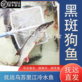 开江整条黑斑狗鱼海鲜黑龙江抚远特产乌苏里江冷水鱼狗鱼汆鱼丸