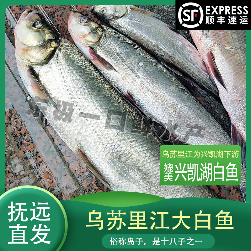 开江大白鱼乌苏里江黑龙江抚远特产岛子鱼清蒸香煎鲜美