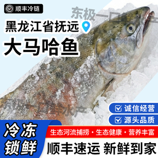 东北特产大马哈鱼新鲜速冻黑龙江特产大马哈鱼整条抚远特产大马哈