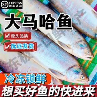 东北特产大马哈鱼新鲜速冻黑龙江特产大马哈鱼整条抚远特产大马哈