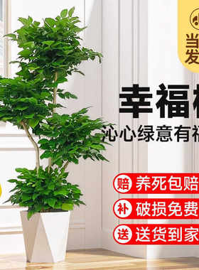 幸福树客厅盆栽绿植室内电视背景墙办公室大型绿宝新房好养活植物