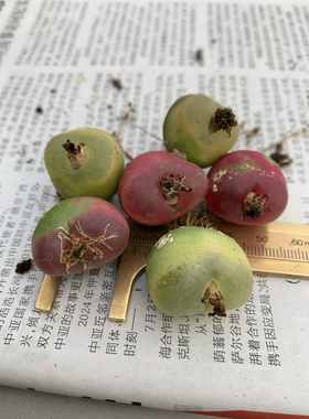 彩色混毛汉尼母本Conophytum maughanii多肉植物番杏科肉锥马哈尼