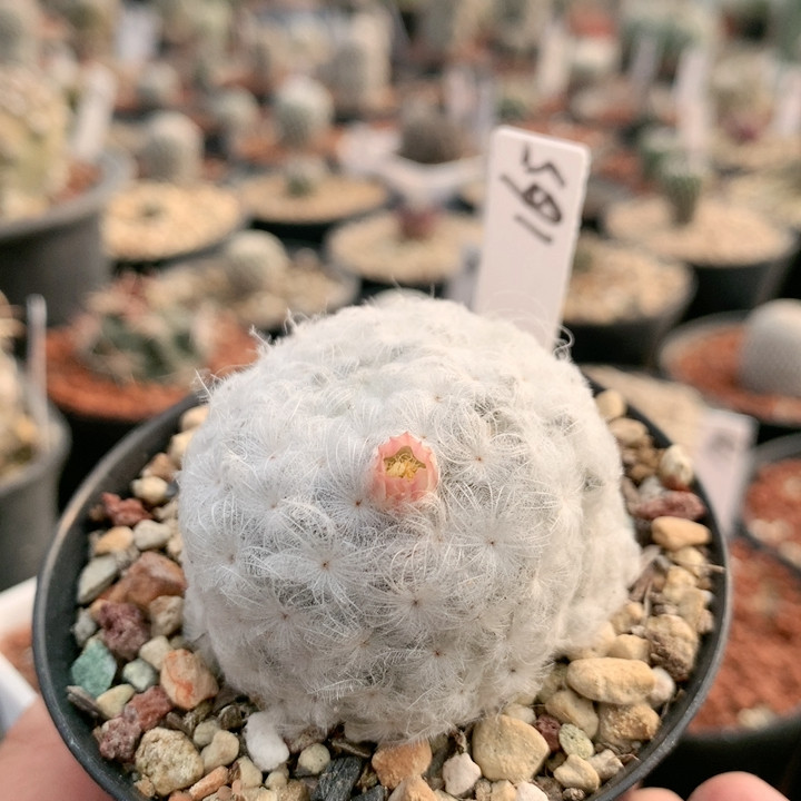 佛头白星165号,鲜花速递/花卉仿真/绿植园艺,多肉植物,淘宝优惠券,粉丝福利购,淘宝优惠卷