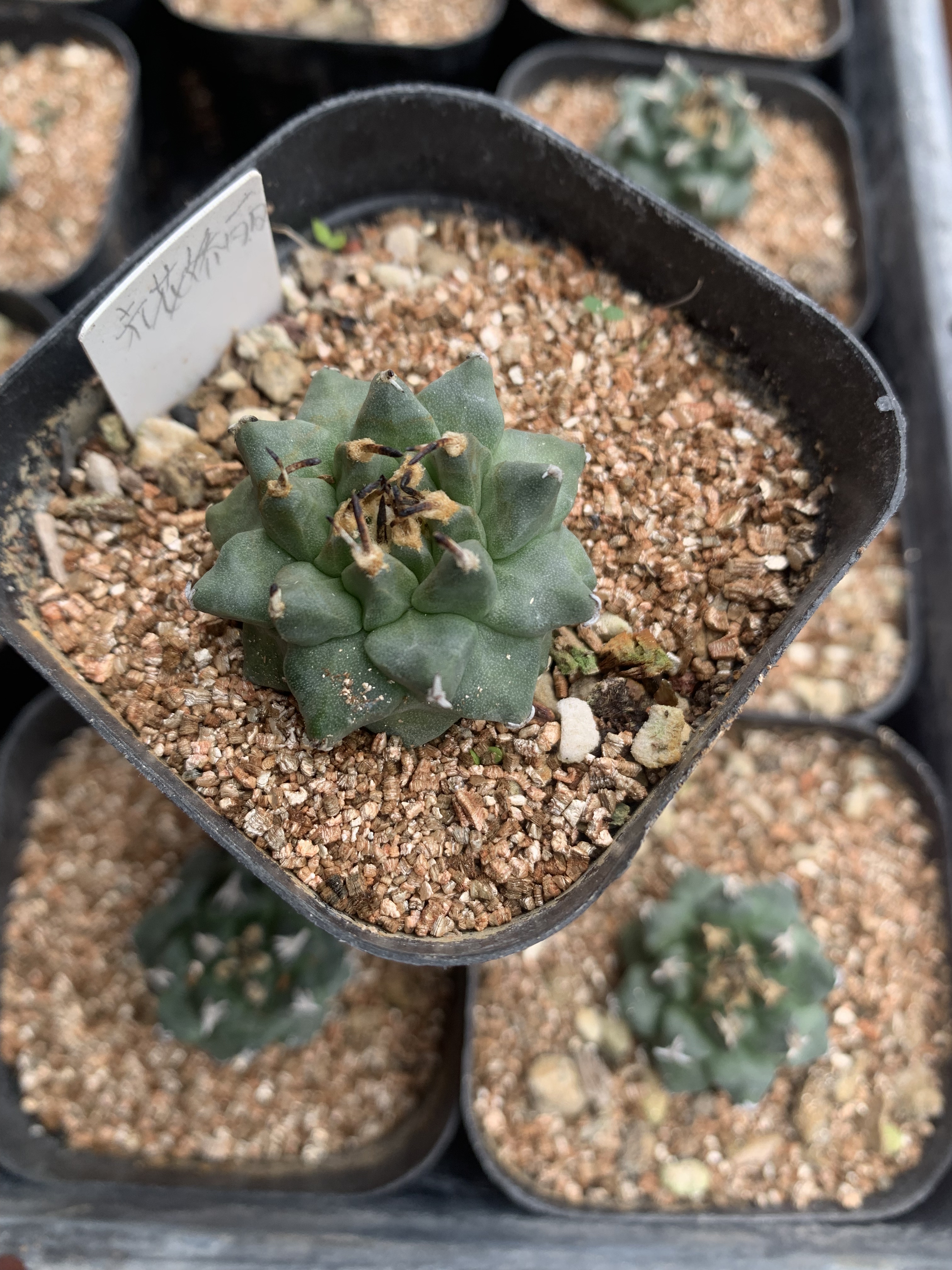 赤花娇丽开花母本实生仙人球不扎手紫红色花开花漂亮花期长仙人掌