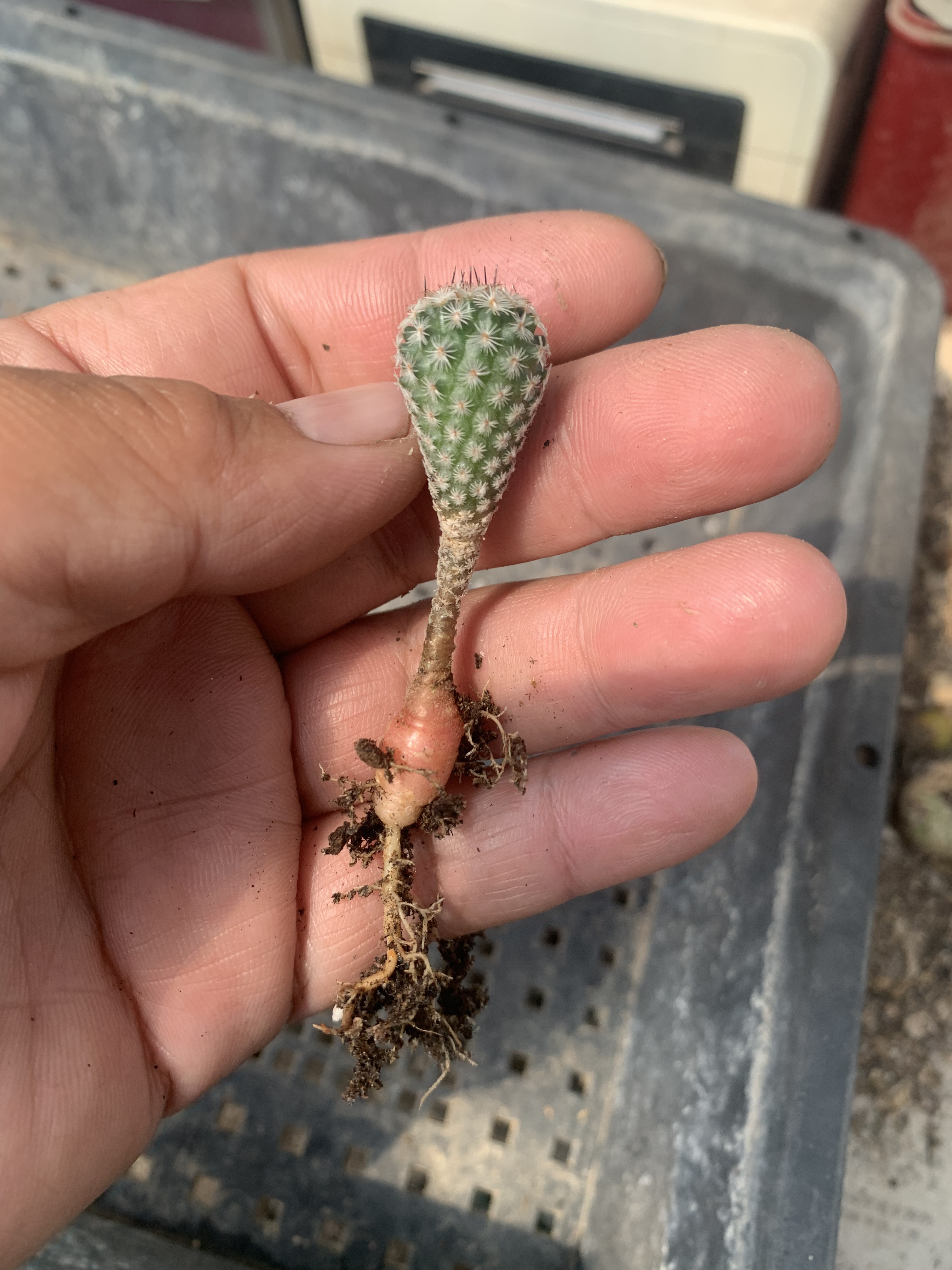 赤花美针玉仙人Turbinicarpus booleanus 布氏娇丽实生稀有仙人球