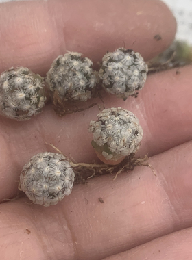 羽毛丸 Mammillaria sanchez-mejoradae散知丸籽播实生乳突仙人球