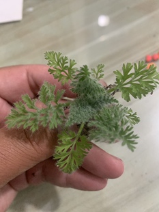 羽叶洋葵pelargonium多肉植物牻牛儿苗科天竺葵属多年生稀有块根