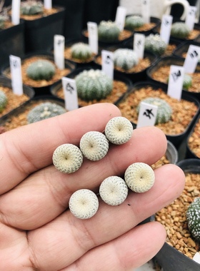 小人帽子月世界属仙人球Epithelantha micromeris subsp. bokei