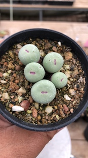 嘟嘟嘴 小红嘴多肉植物番杏肉锥 sub嘴 P嘴 大型红嘴 奶油嘴