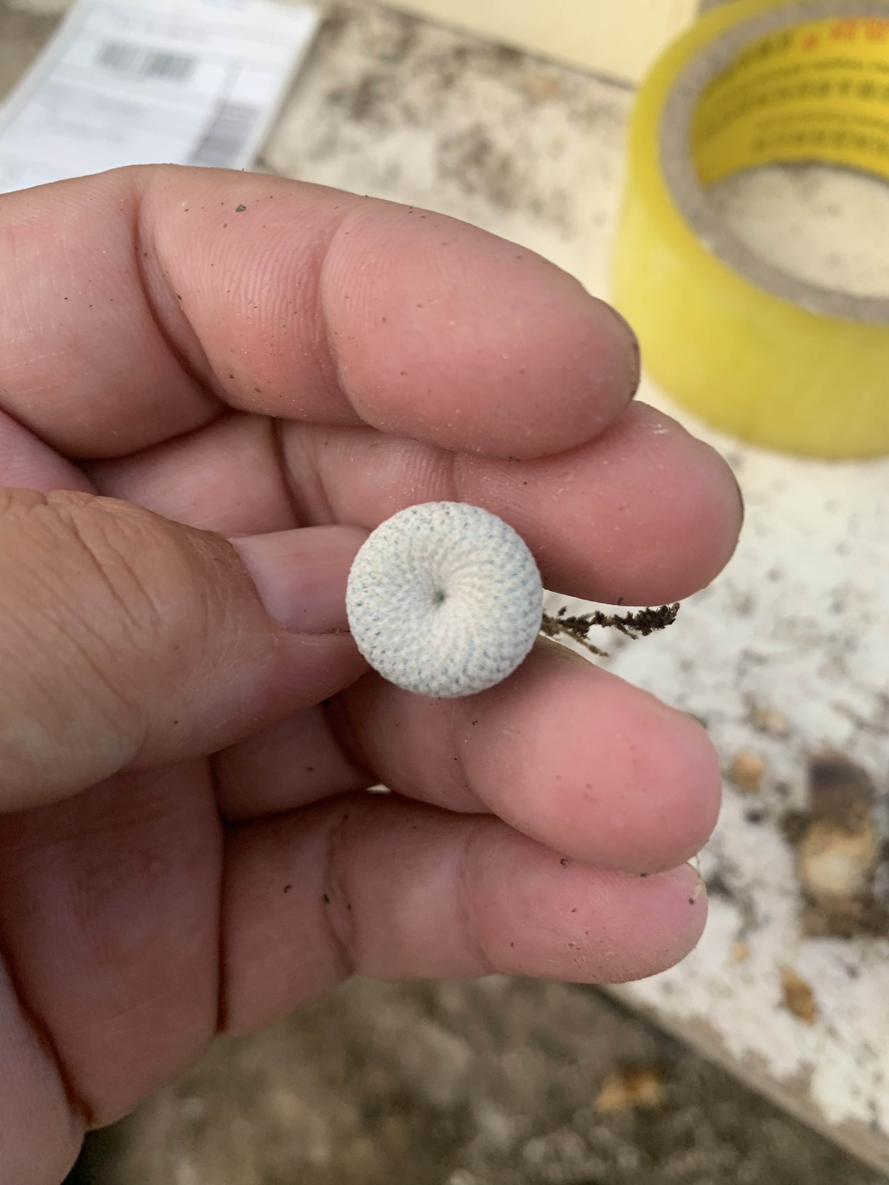 日系优选白小人帽子仙人球Epithelantha micromeris subsp. bokei