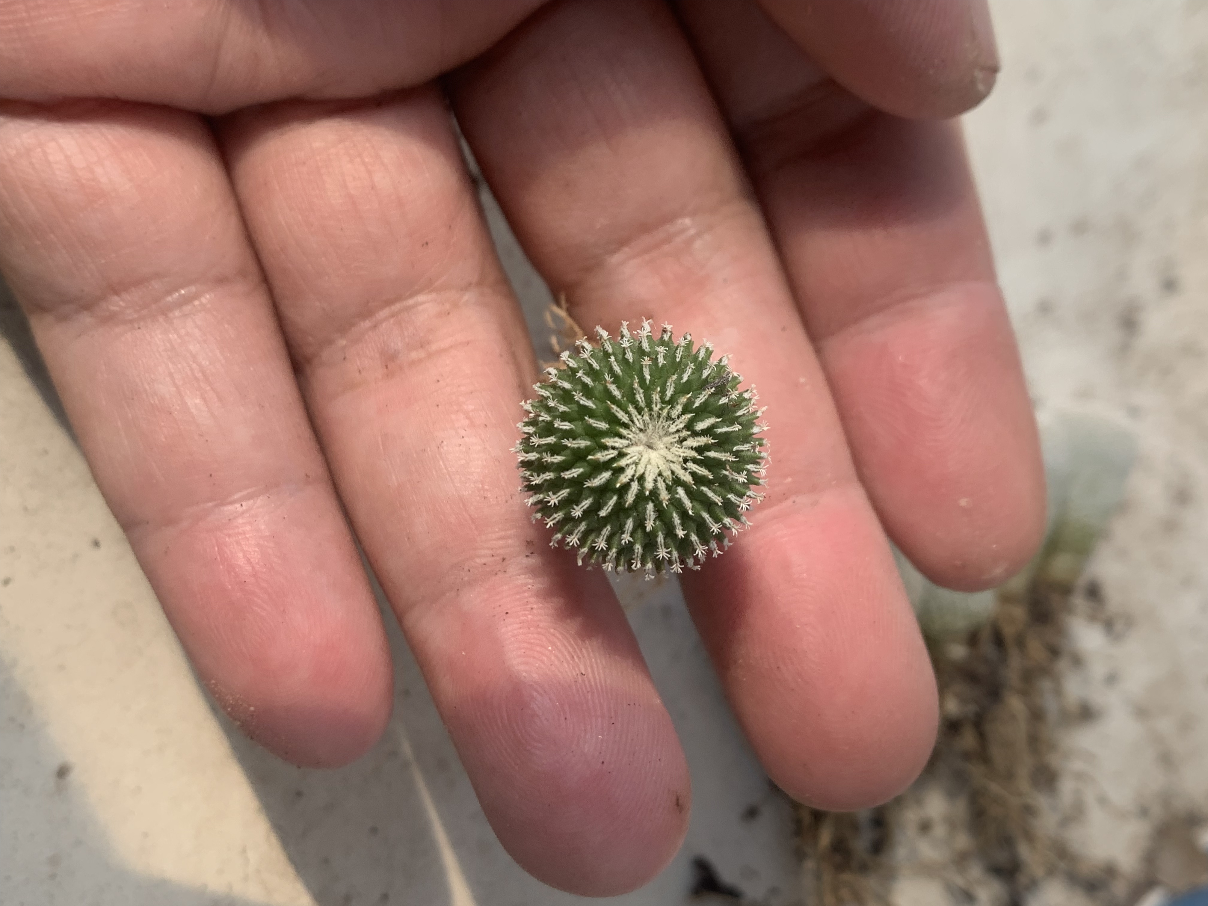 精巧殿刺缀仙人球娇丽玉属籽播实生萝卜根变异稀有开花母本株多肉