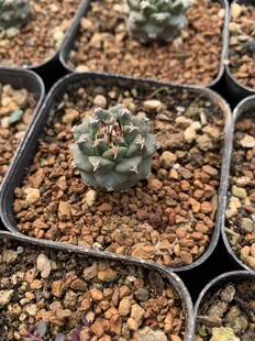 赤花娇丽开花母本实生仙人球不扎手紫红色花开花漂亮花期长仙人掌