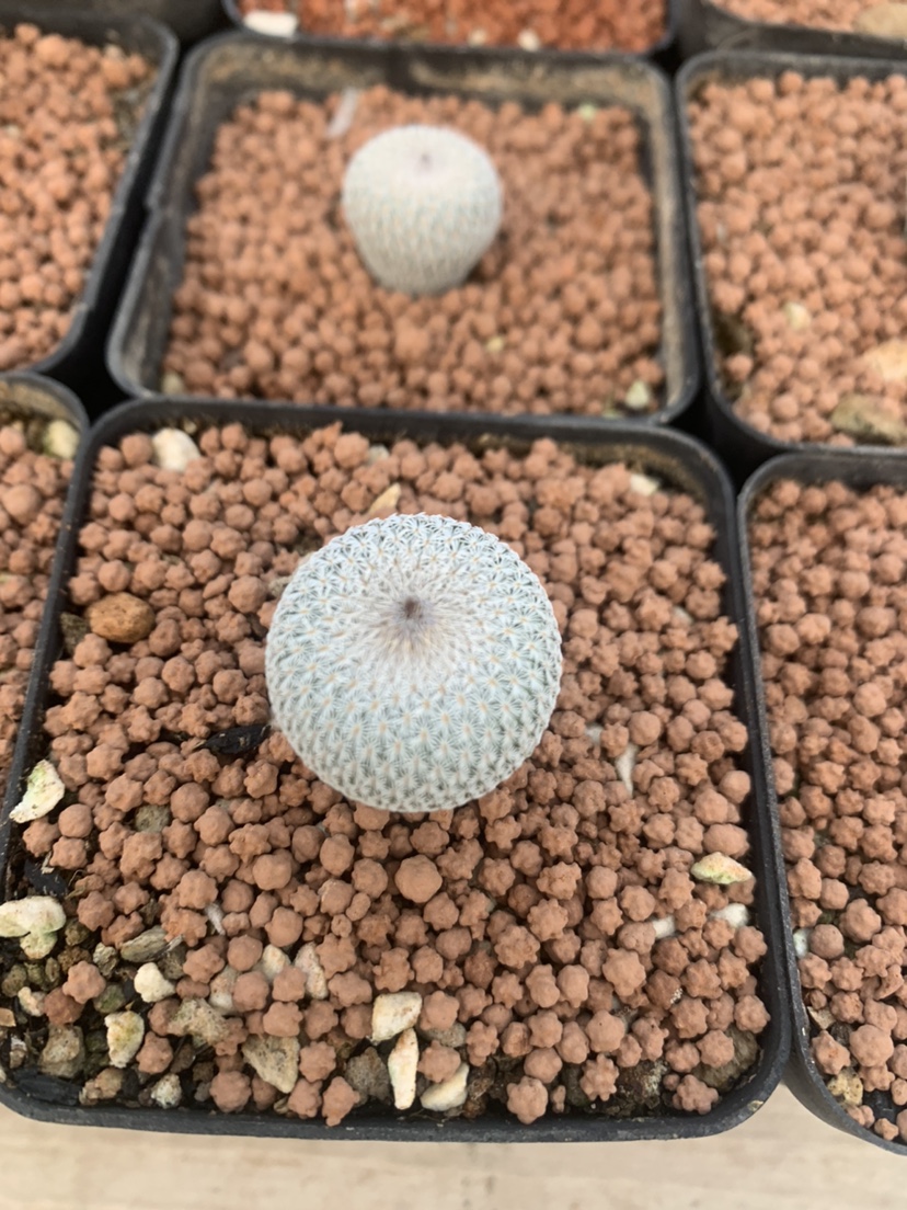 月世界仙人球epithelantha micromeris白色珍稀有小型种多肉植物