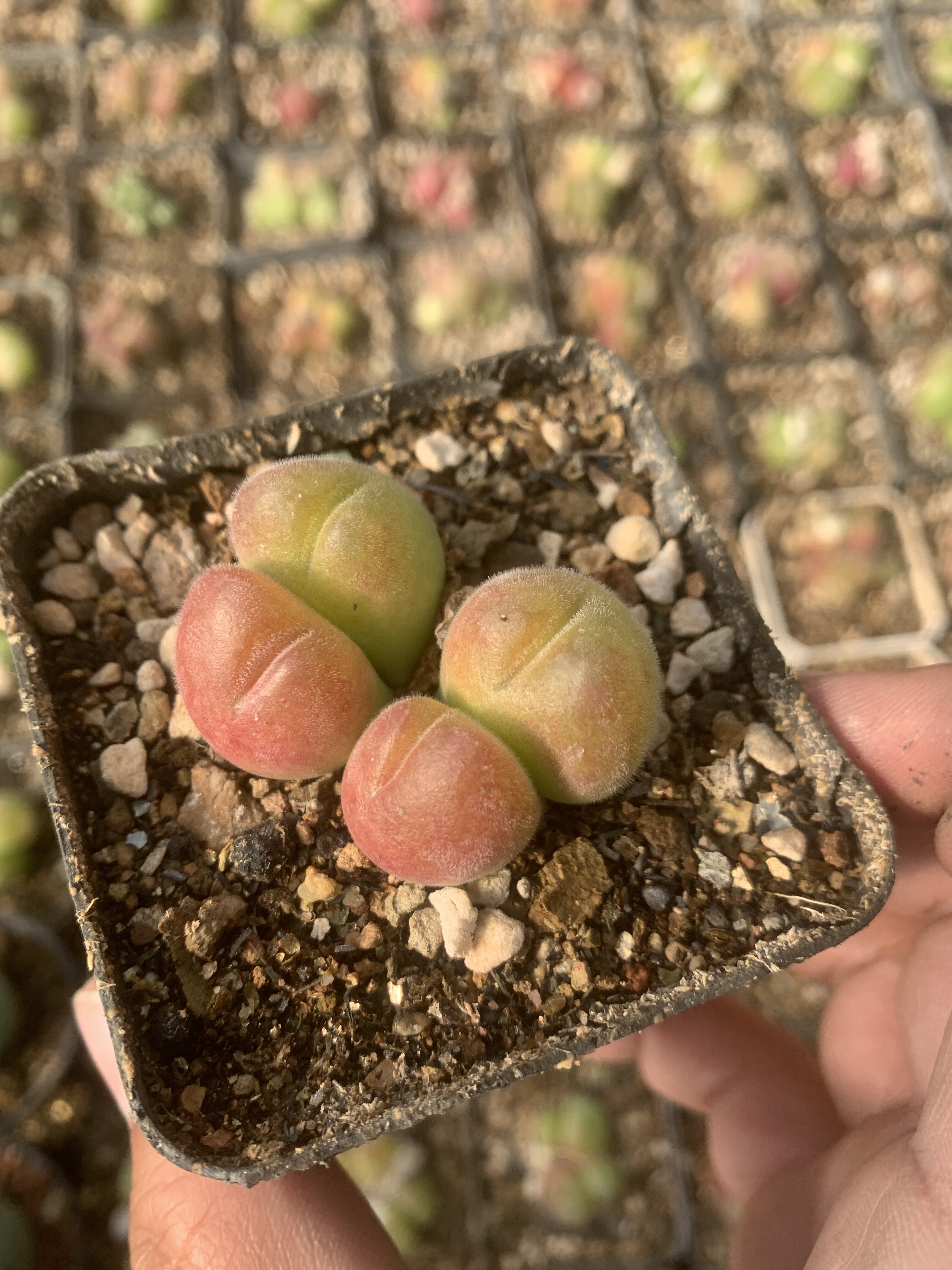 红长毛翠滴玉肉锥紫红色可爱趣萌稀少番杏科防辐射吸甲醛多肉植物