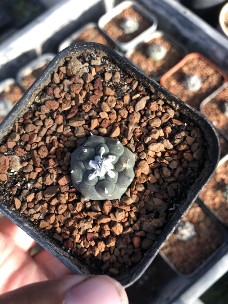 冬云娇丽turbinicarpus jauernigii单刺娇丽属又名霸铃丸仙人球