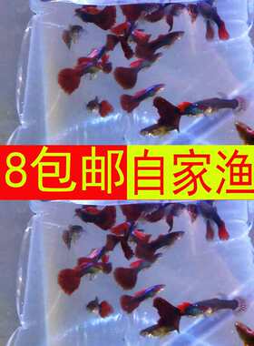 观赏鱼小型易养活体迪霸热带鱼