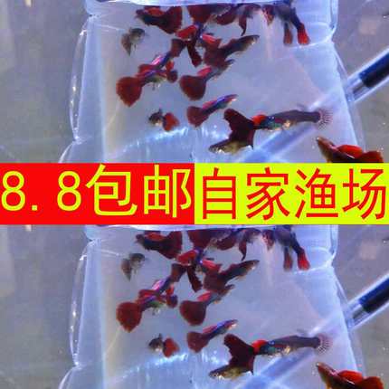 小型热带观赏鱼孔雀凤尾繁殖快百万胎生鱼直接生鱼热带鱼玛丽米奇