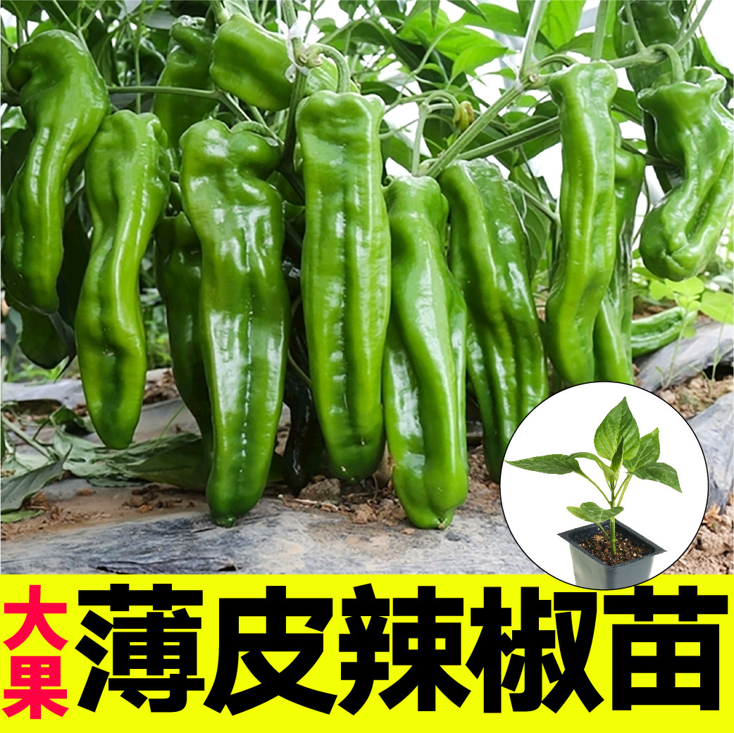 山东寿光薄皮辣椒苗秧大果