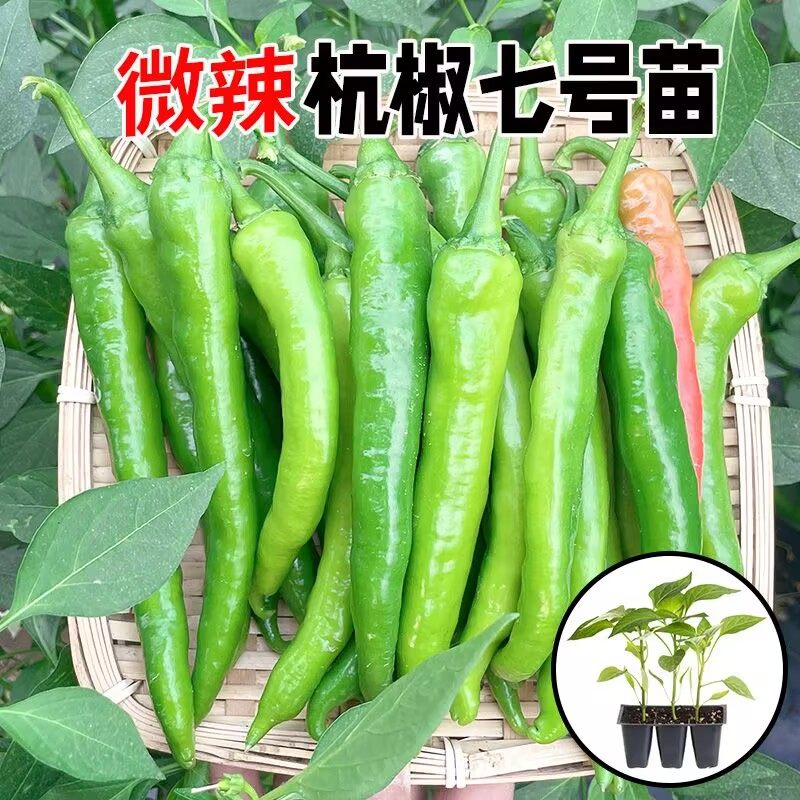 高产杭椒青线苗种籽蔬菜幼