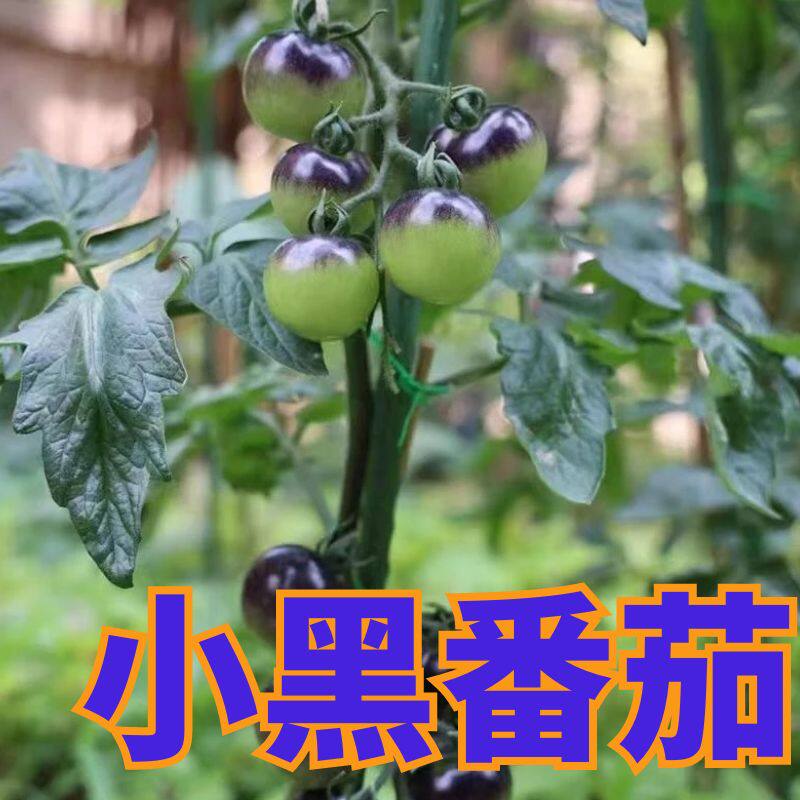 黑珍珠番茄苗秧苗樱桃小西红柿幼苗紫圣女果苗子秧苗四季盆栽菜苗