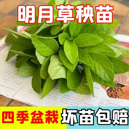 明月草苗子明月草秧苗四季蔬菜苗