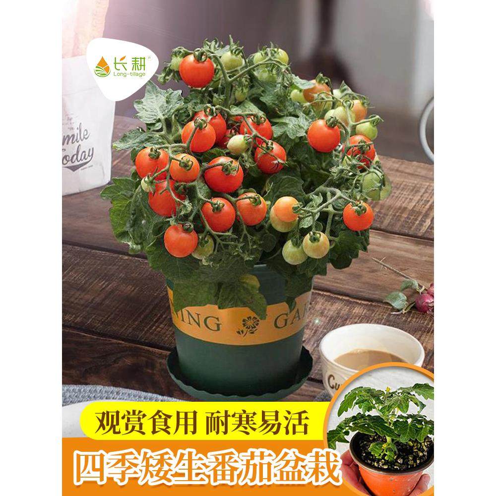 矮生番茄苗种籽圣女果樱桃