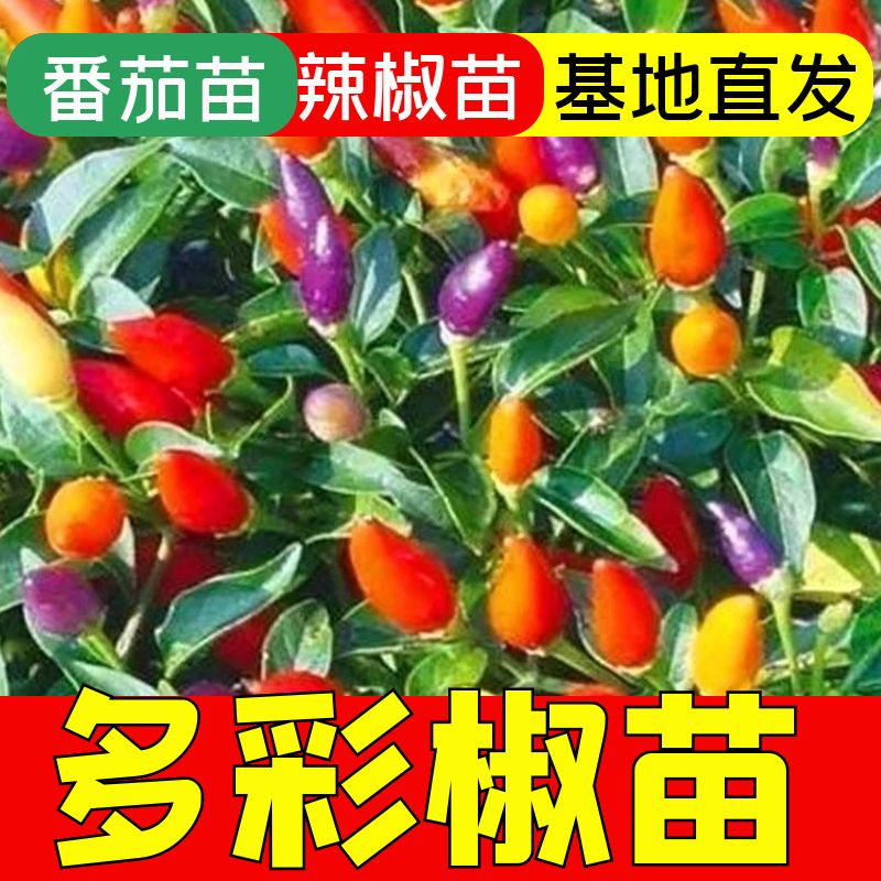 多彩椒苗子多彩椒秧苗四季蔬菜苗