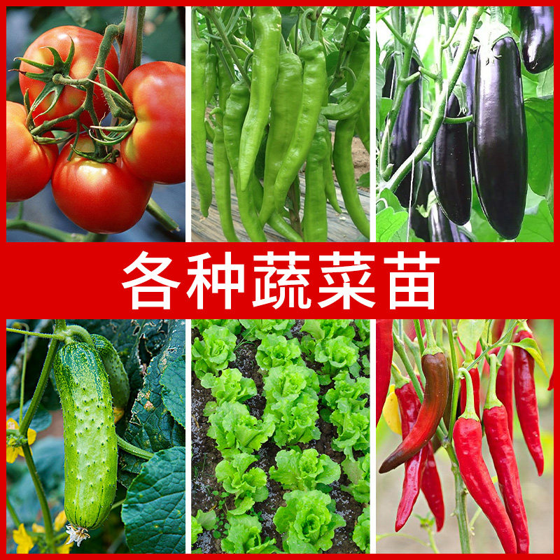 蔬菜苗四季阳台春南方秧子