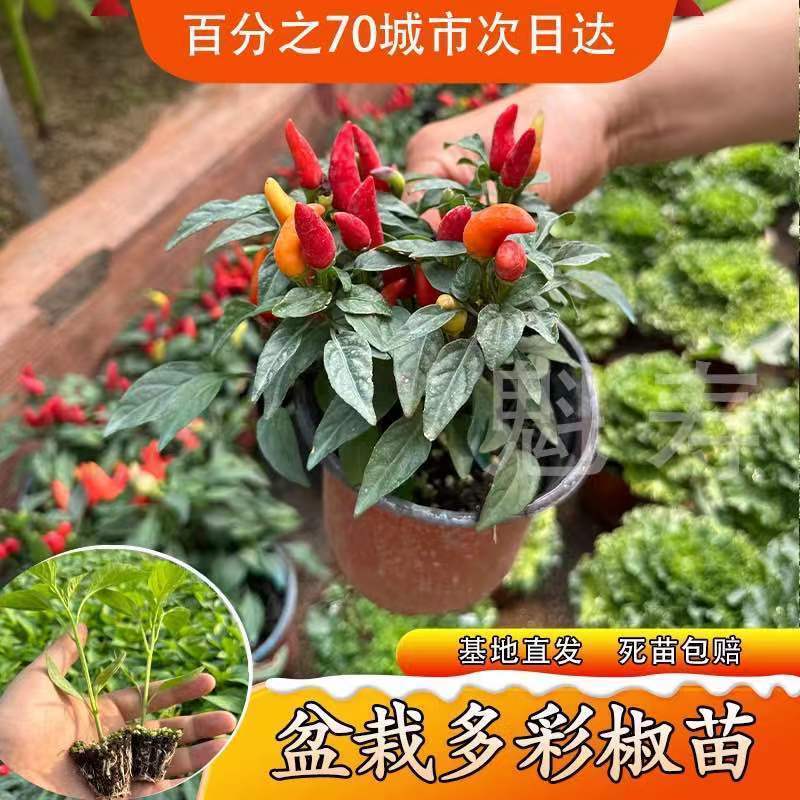 寿光七彩小尖椒多五辣种子