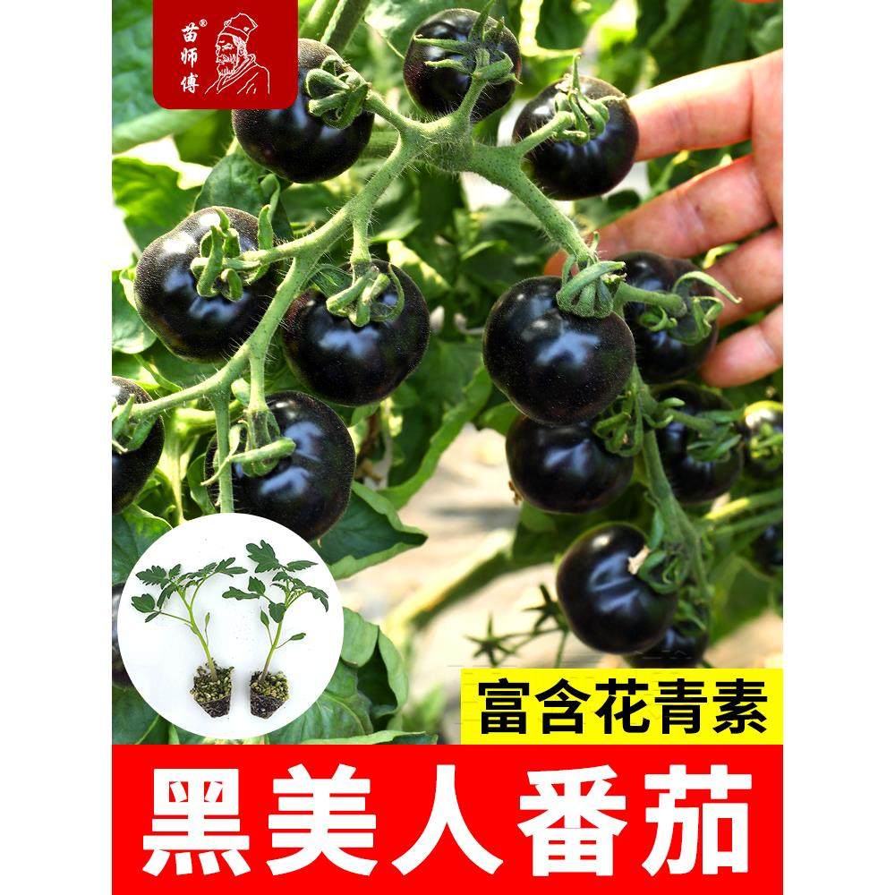 黑美人番茄种子小珍珠苗秧